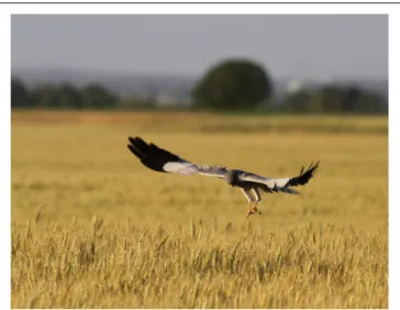 FIGURE 1 | Picture of a Montagu’s harrier (Circus pygargus) hunting a big green grasshopper in a wheat field in the Long Term Ecological Research Network site “Plaine et Val de Sèvre” (Photo: V