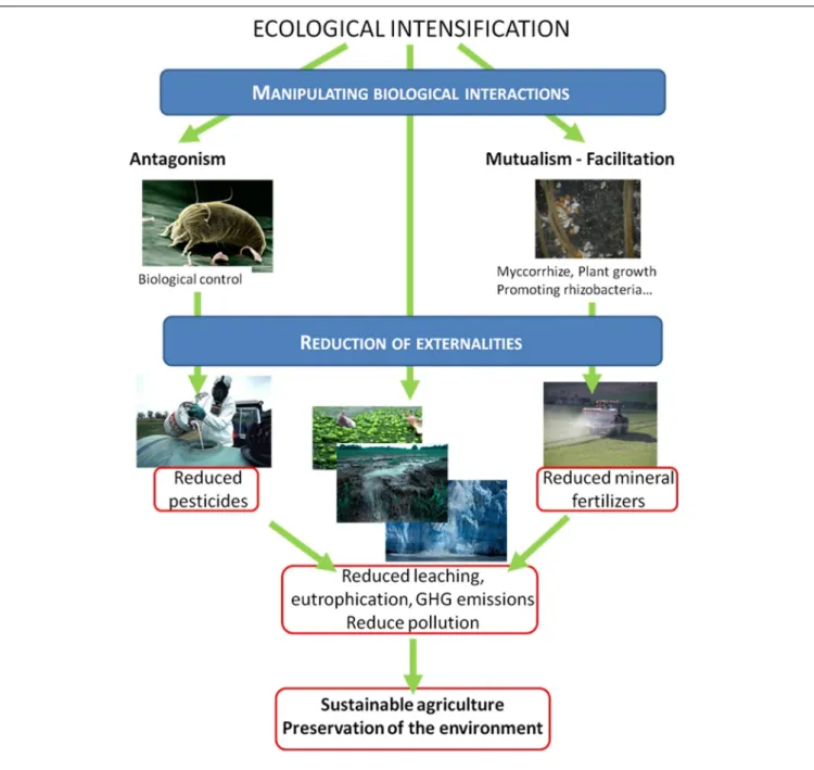 FIGURE 2 | Possible means (blue frames) and objectives (red frames) of ecological intensification.