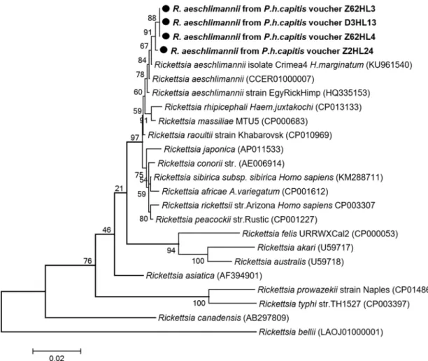 Fig 3. Phylogenetic tree highlighting the position of Rickettsia spp. identified in the present study compared to other Rickettsia bacteria available on GenBank