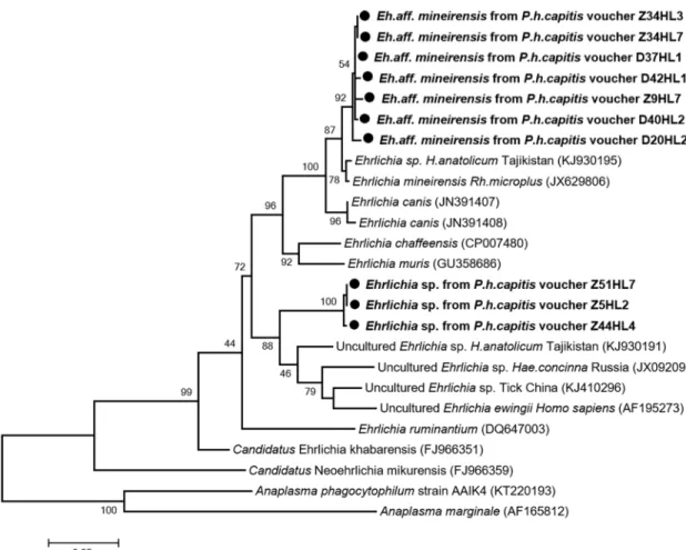 Fig 4. Phylogenetic tree highlighting the position of Ehrlichia spp. identified in the present study compared to other Ehrlichia bacteria available on GenBank