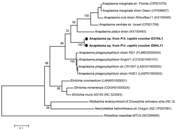 Fig 5. Phylogenetic tree highlighting the position of Anaplasma spp. identified in the present study compared to other Ehrlichia bacteria available on GenBank