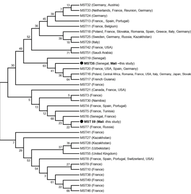 Fig 2. Phylogenetic position of identified genotypes of C. burnetii, the agent of Q fever