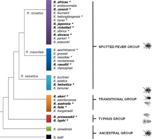 Fig 1. Phylogenetic tree of Rickettsia species inferred from the comparison of concatenated sequences from the gltA and sca4 genes