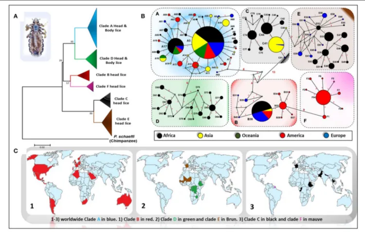 FIGURE 1 | Phylogeography of body and head lice haplogroups. (A) Neighbor-joining tree based on Cytb haplotypes