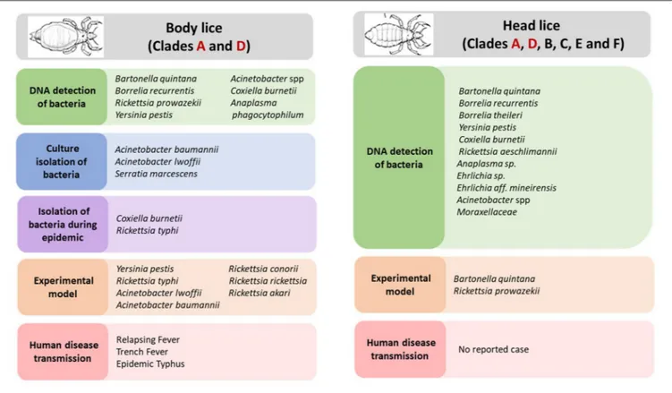 FIGURE 2 | Body and head lice associated bacterial pathogens.