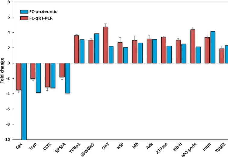 Fig 1. Comparison of proteomic and qRT-PCR results. The x-axis shows the 15 selected genes, while the y-axis gives the fold change observed for the Lab-IVR vs the Lab-IVS strains