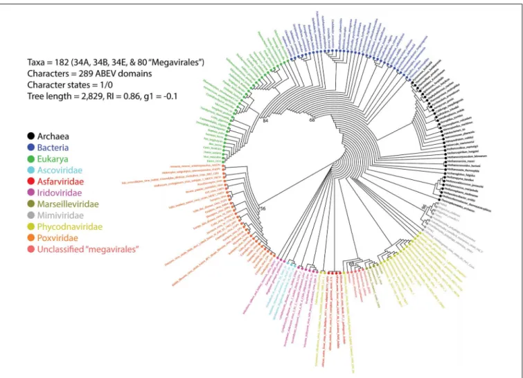 FIGURE 2 | Phylogeny of proteomes describing the evolution of 182 proteomes randomly sampled from cellular organisms and viruses