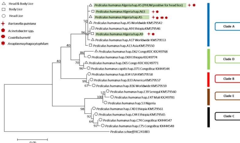 Fig 2. Phylogenetic tree showing the relationship of haplotypes identified in this study with other Pediculus humanus haplotypes