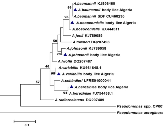 Fig 3. Phylogenetic tree highlighting the position of the Acinetobacter species identified in body lice compared to another Acinetobacter available in the GenBank database