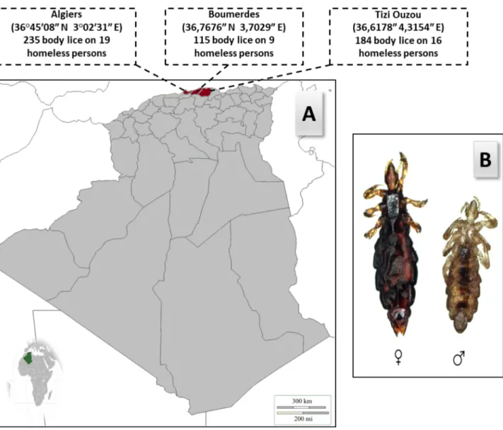 Fig 1. (A) Map of body lice collection from homeless populations in three localities in northern Algeria