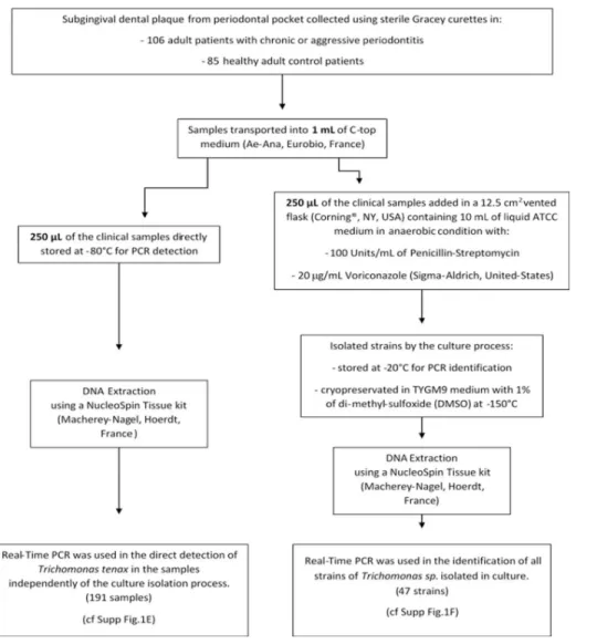 Fig 1. Schematic protocol for Trichomonas tenax studies.