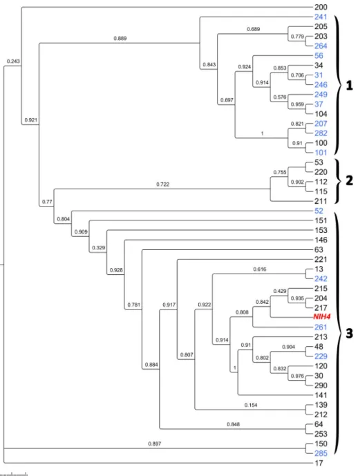 Fig 2. Trichomonas tenax relationship based on multilocus sequence typing phylogenetic analysis