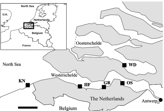 Figure 1. Map of the Westerschelde estuary (referred to as the Scheldt estuary in  the text)