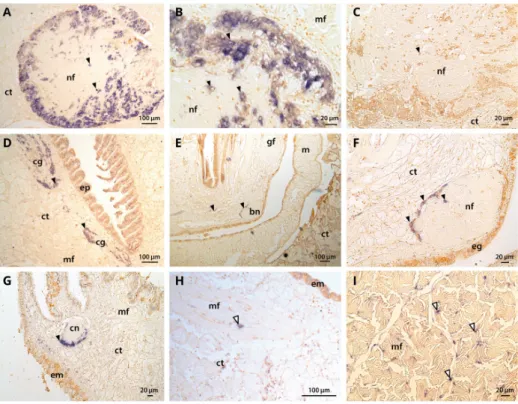 Figure  5.  Tissue  localization  of  the  C.  gigas  Nav1  α  subunit  by  in  situ  hybridization  using  DIG  labelling. (A,B) nerve cells and nerve fibres constituting the visceral ganglion; (C) negative control for  visceral ganglion; (D) cerebral gan