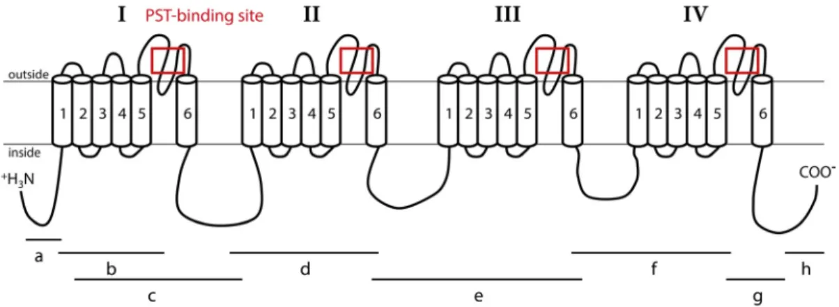 Figure 1. Representation of the Nav1 α subunit of C. gigas oysters. This channel is composed of four homologous domains (I–IV), each having six transmembrane segments (1–6)