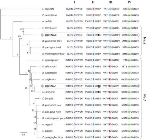 Figure  2.  Maximum  likelihood  phylogenetic  tree  of  the  voltage‐gated  sodium  channel  α  subunit  family. The ten amino acids of the selectivity filter, in each domain (I–IV), are represented and key  amino acids for the selectivity in each domain 