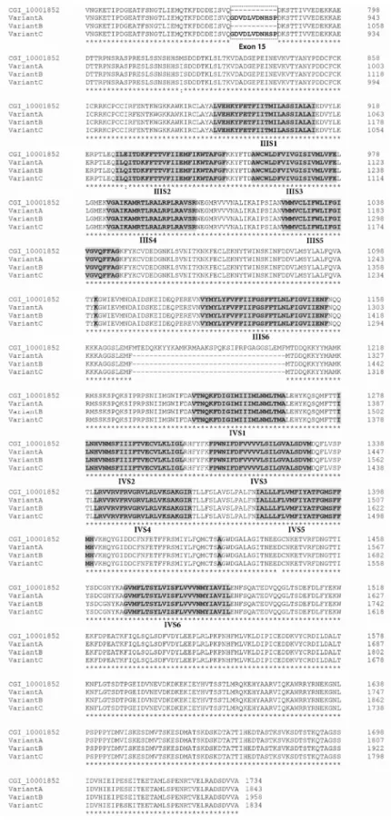 Figure 3. Alignment of CgNav1 α subunit protein sequences: the reference sequence CGI_10001852, variant A, variant B and variant C