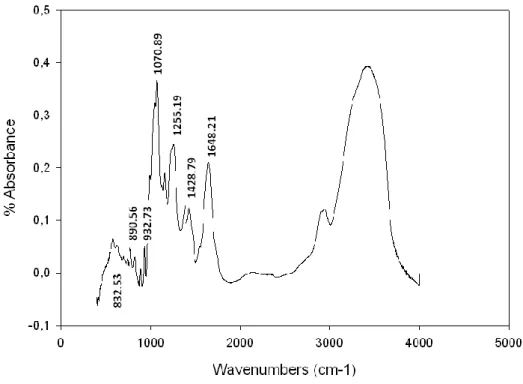 Figure 2. FTIR spectrum of polysaccharide of B. thuyoides.  