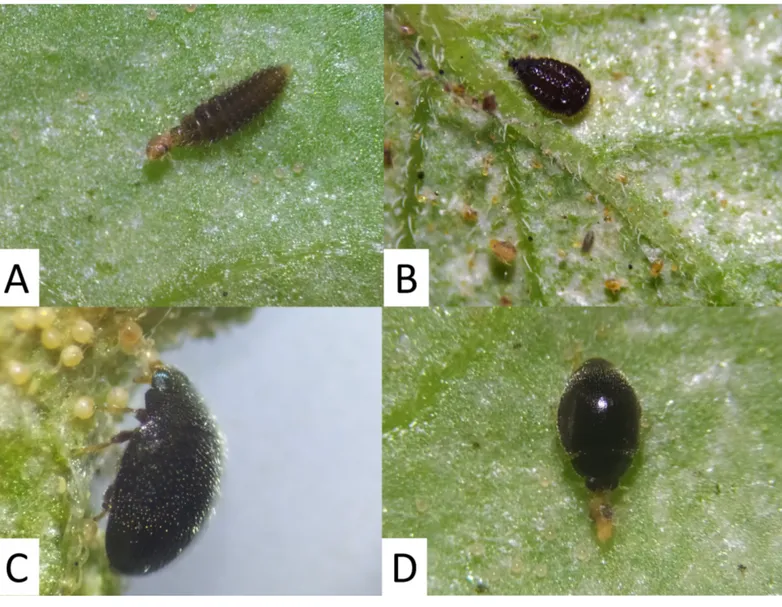 Figure 1 Life stages of Stethorus gilvifrons feeding on all developmental stages of Tetranychus evansi: A – Larva feeding on adult; B – Pupa;