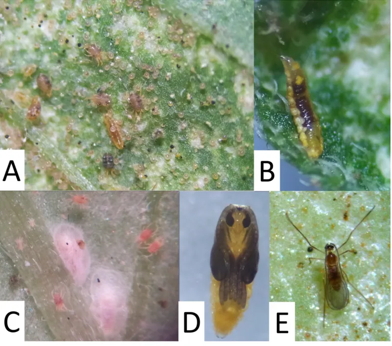 Figure 2 Life stages of Feltiella acarisuga: A – Larva in colony of Tetranychus evansi; B – Mature larva; C – Cocoons; D – Pupa; E – Adult.