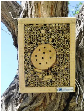 Figure 2: Example of a bee hotels composed of a dead trunk of Pinus spp. drilled with holes  436 