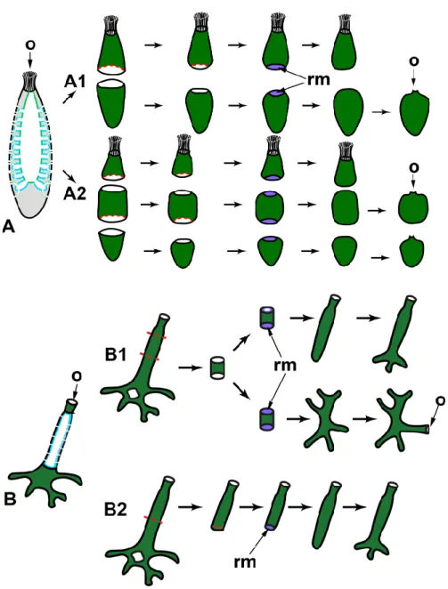 Figure 3. WBR after transversal dissections in syconoid (A) and asconoid (B) sponges. 