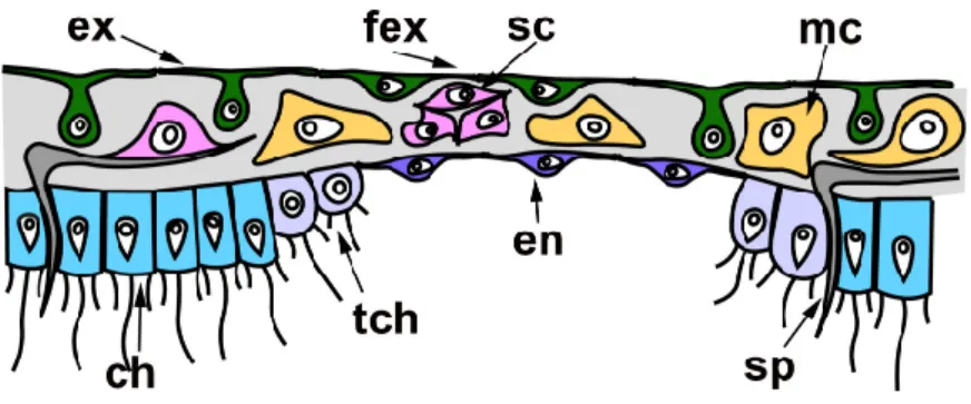 Figure 4. Regenerative membrane in calcareous sponges. ch—choanocyte; en—endopinacocyte of  regenerative membrane; ex—intact T‐shaped exopinacocyte; fex—flat exopinacocyte of regenera‐