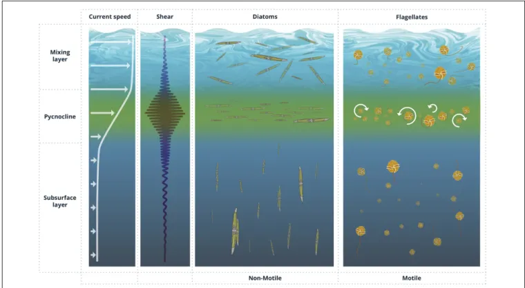 FIGURE 2 | Idealized profiles of current speed and shear in the ocean and corresponding preferential cell orientation of non-motile and motile phytoplankton cells, including the formation of thin layers, in response to varying shear conditions.