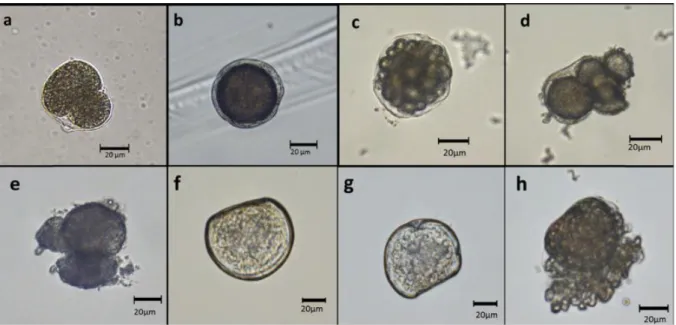 Fig.  6A).  Exposing  only  oocytes  to  CEWAF  resulted  in  high  abnormalities,  but  no  dose  response was observed (F 6, 21  = 20.2, p=0.068; Fig