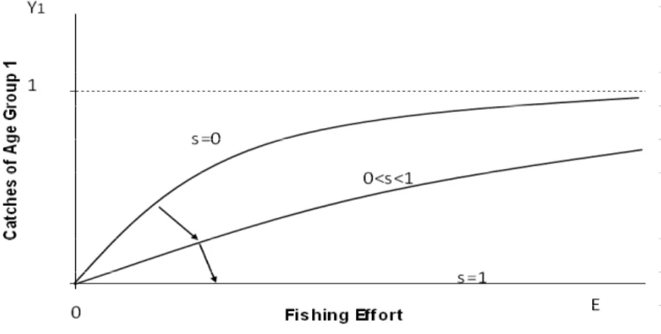 Figure 1.  Catches of Age Group 1 as a Function of Fishing Effort for Different levels of Selectivity s (arrows outline increasing selectivity)