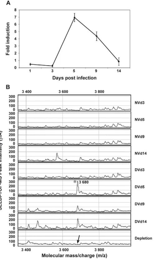 Figure 2. AAEL000598 mRNA expression and detection of the 3.680-kDa peptide in infected salivary glands