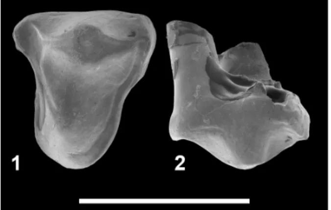 FIGURE 8. Teratodontinae indet. 1 from Chambi CBI-1 (Tunisia).  1-2,  CBI-1-614,  right  P4  in  occlusal  (1)  and labial (2) views