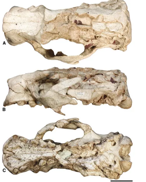 Figure 8.  Cranium of Simomylodon uccasamamensis (MNHN-Bol V 3718) in dorsal (A), lateral (B) and ventral (C) views