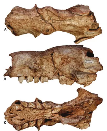 Figure 4. Cranium of Simomylodon uccasamamensis  (MNHN-Bol V 3348) in dorsal (A), lateral (B) and ventral  (C) views