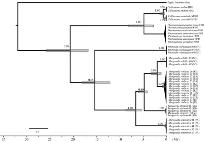 Fig. 4.  Bayesian maximum clade credibility tree based on mtDNA (Cytb), showing divergence time estimates within trochoidean gastropods