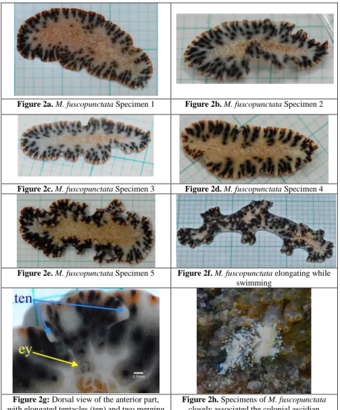 Figure 2a. M. fuscopunctata Specimen 1  Figure 2b. M. fuscopunctata Specimen 2 