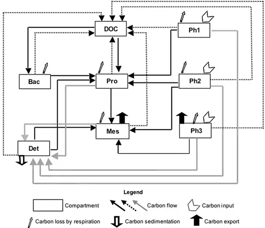 Fig. 3. A priori model used to build the five planktonic food web systems. Definitions of abbreviations are Ph1: picophytoplankton (&lt;2 mm), Ph2: nano- nano-phytoplankton (2e20 mm), Ph3: microphytoplankton (&gt;20 mm), Bac: bacteria, Pro: protozoa (cilia