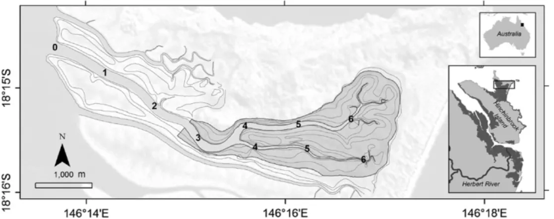 Fig. 2. Openings of animal burrows on the mangrove forest ﬂoor.