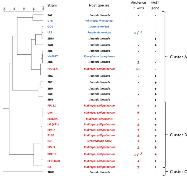 Fig 3 Dendrogram, based on the MALDI-TOF peak lists, of V. tapetis isolates derived from bivalves and fish 486 