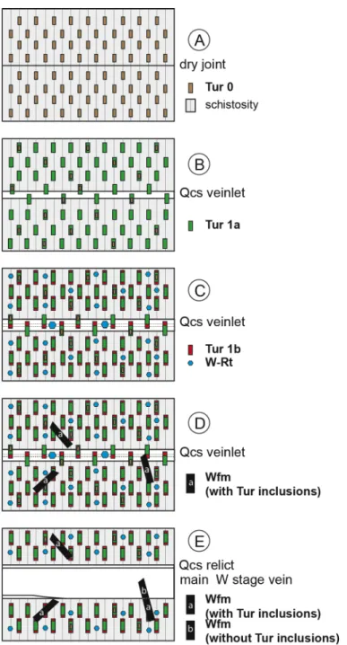 Figure 5.  Synthesis of the stage Ia tourmalinization. A. Initialization of alteration (Tur0) in relation to simple “dry” 