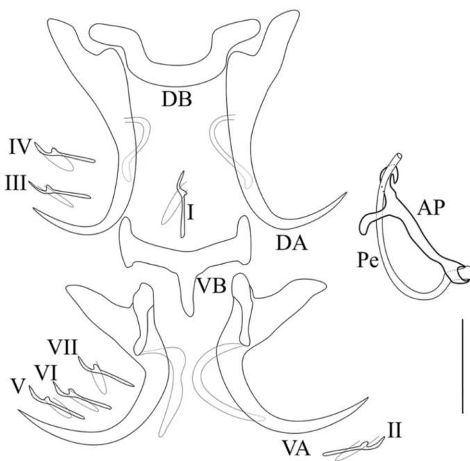 Figure 2. Sclerotized parts of Synodontella angustupenis n. sp. Scale bar = 20 l m. AP, accessory piece; DA, dorsal anchor; DB, dorsal bar;