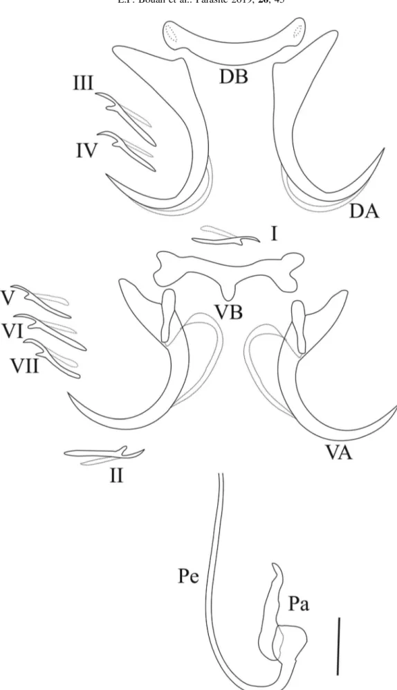 Figure 5. Hard parts of Synodontella akengboi; D.A: dorsal anchor; D.B: dorsal transverse bar; V.A: ventral anchor; V.B: ventral transverse bar; I – VII: marginal hooks; Ap: accessory piece; Pe: penis