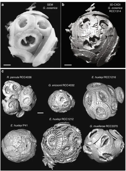 Fig. 1 3D-CXDI of coccospheres. a SEM image of G. oceanica RCC1314 . b 3D-CXDI view of G