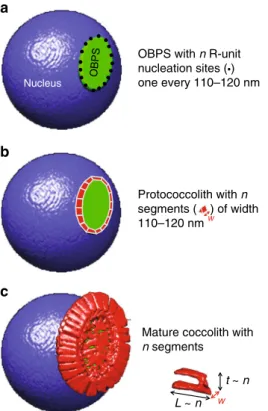 Fig. 5 Scheme summarizing the link between OBPS size and coccolith mass.