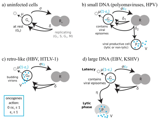 Figure 2: Human oncovirus life cycles. (a) For uninfected cells, generic host cells (G u ) enter the replication phases of the cell cycle (R u ) and produce two daughter cells