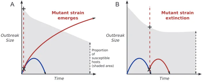 Figure 1: A schematic of the model and second-strain emergence possibilities. A, An adaptive mutation arises early on as the first strain is emerging (denoted by X)