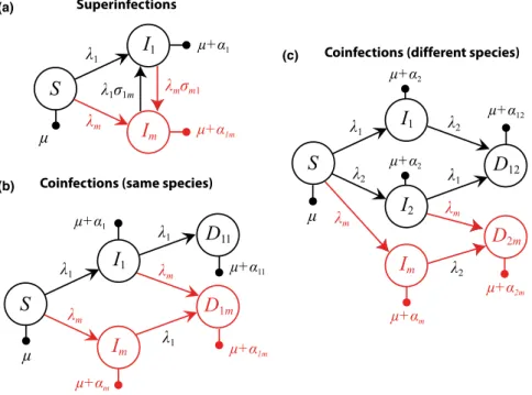 Figure 3 Evolutionary epidemiology model for (a) superinfections, (b) coinfections by parasites from the same species or (c) from different species