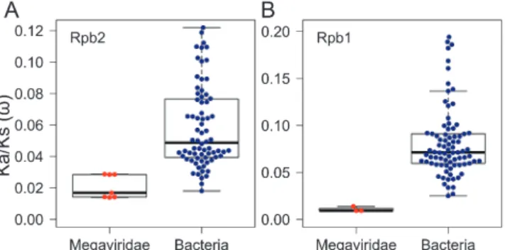 Fig. 1.  Functional constraints on Megaviridae Rpb2 and Rpb1. Non- Non-synonymous (Ka) and Non-synonymous (Ks) substitution rate ratios (ω=Ka/