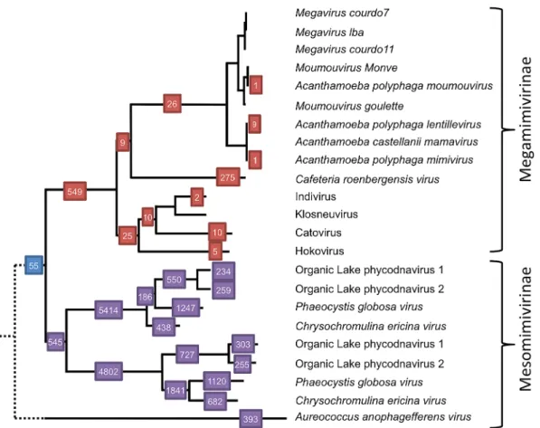Fig. 6.  Numbers of metagenomic sequences assigned to branches of Megaviridae Rbp2. This phylogenetic tree is part of the full phylogenetic tree  in Fig
