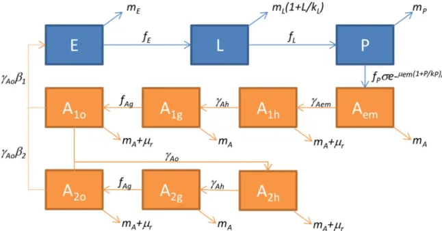 Fig 2. Diagram of the process-based model of Aedes albopictus population dynamics. In blue, the aquatic stages (E: eggs, L: larvae, P: